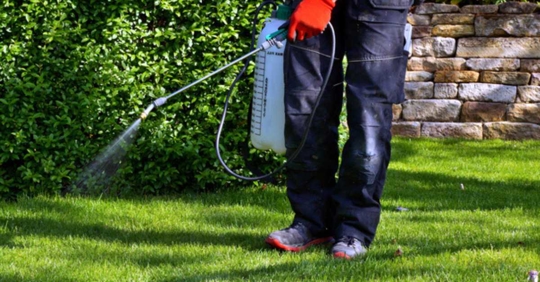 Spraying pesticide with portable sprayer