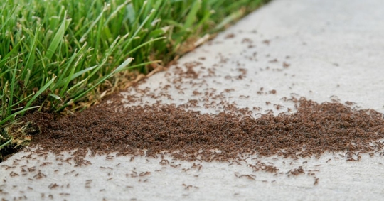 fire ant mound in a lawn