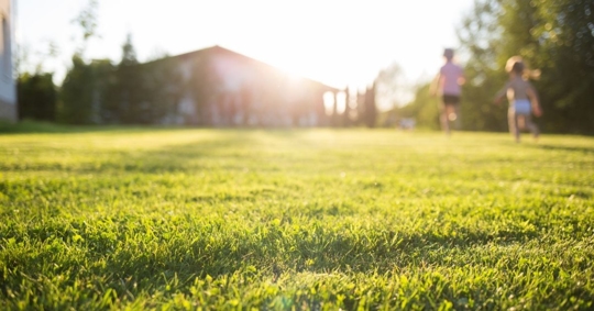 Lawn at home on a sunny day