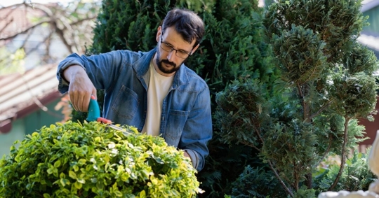 Man trimming shrubs