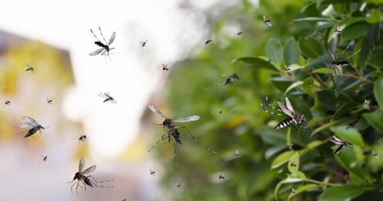Swarm of mosquitoes in the yard