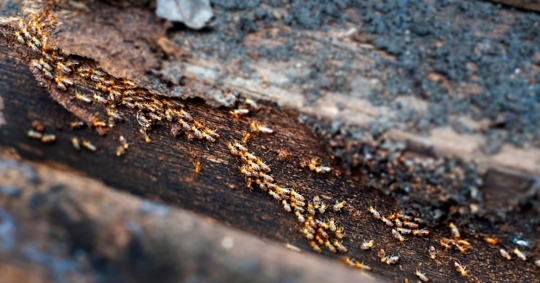 Termites marching on old, wet wood.