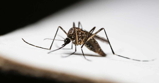 close-up of mosquito on white surface