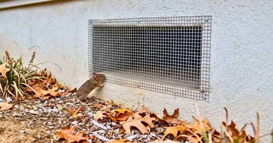 Rat attempting to enter a crawlspace or basement vent