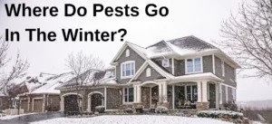 Where Do Pests Go In The Winter?