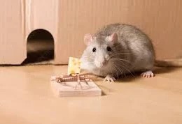 mouse trap