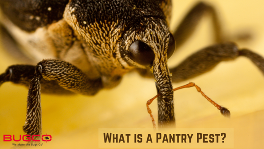 What Is A Pantry Pest?