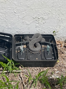 A snake is in a rat trap.