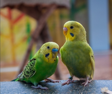 Can Birds Get Fleas?