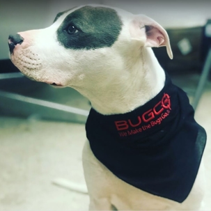 Pet Friendly Pest Control