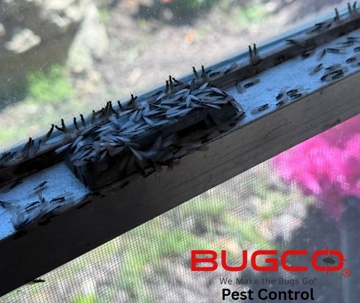 Getting a Termite Inspection when Buying a Home