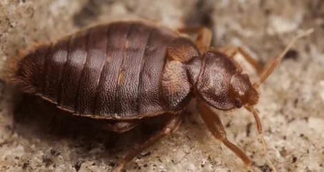 bed bug