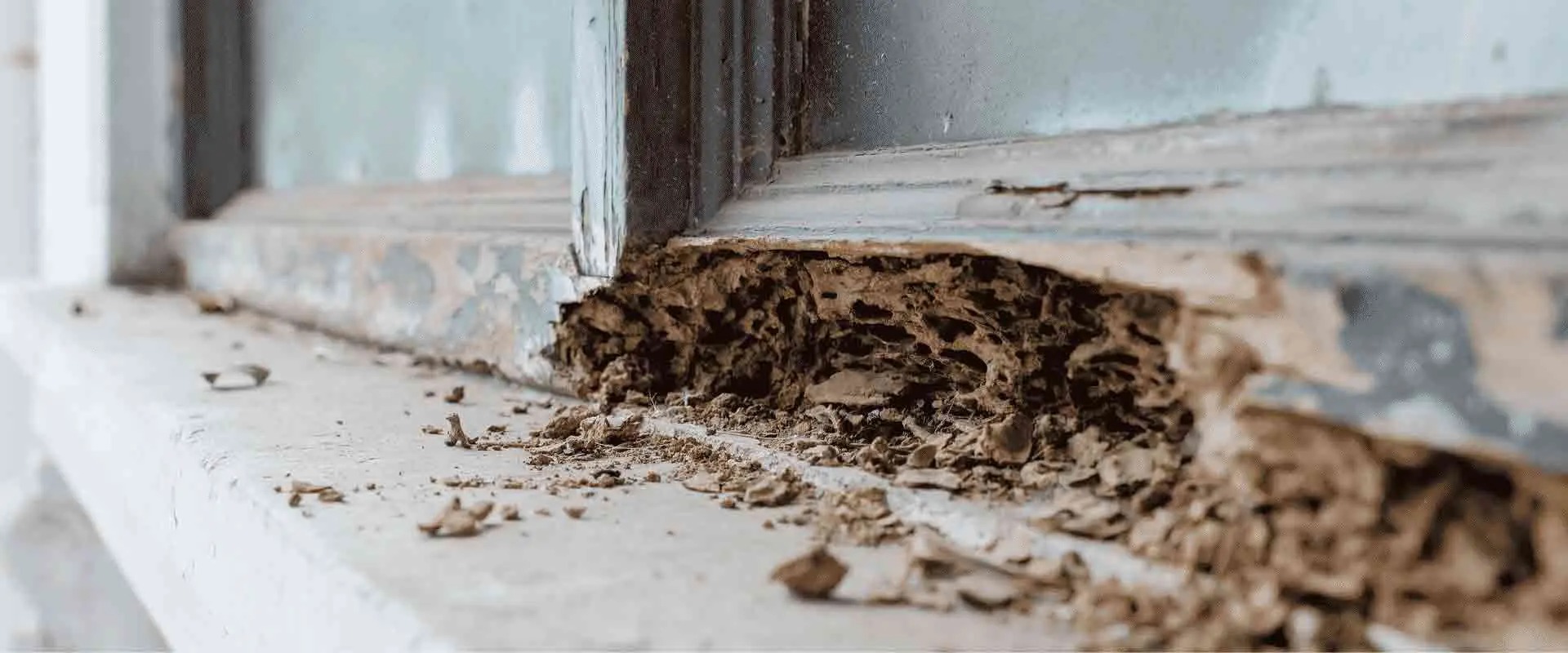 termites