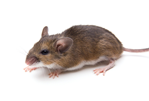 white footed mouse
