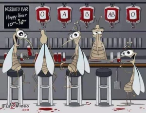 Mosquito Bar