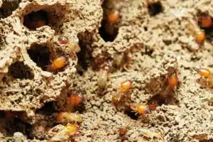 Drywood Termites