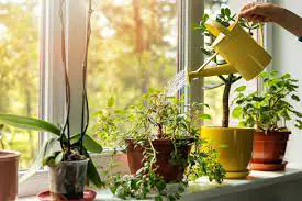 Watering Houseplant