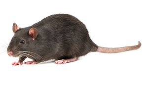 roof rat