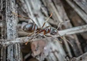 Fire Ant