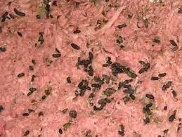 Rodent Droppings