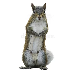 grey squirrel